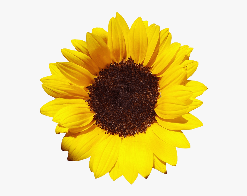 Detail Sunflower Png Transparent Nomer 11