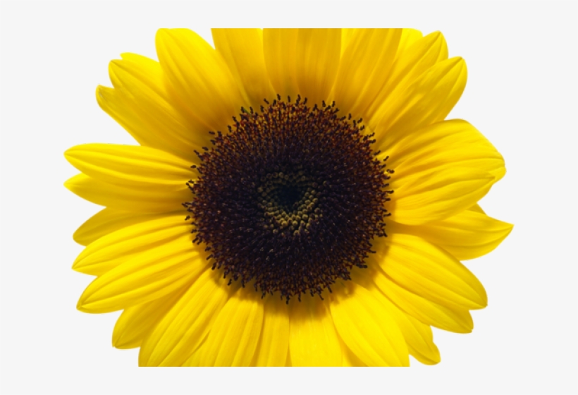 Detail Sunflower Png Transparent Nomer 15