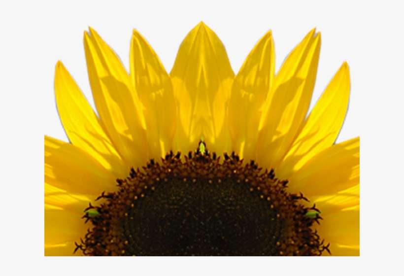 Detail Sunflower Png Transparent Nomer 29