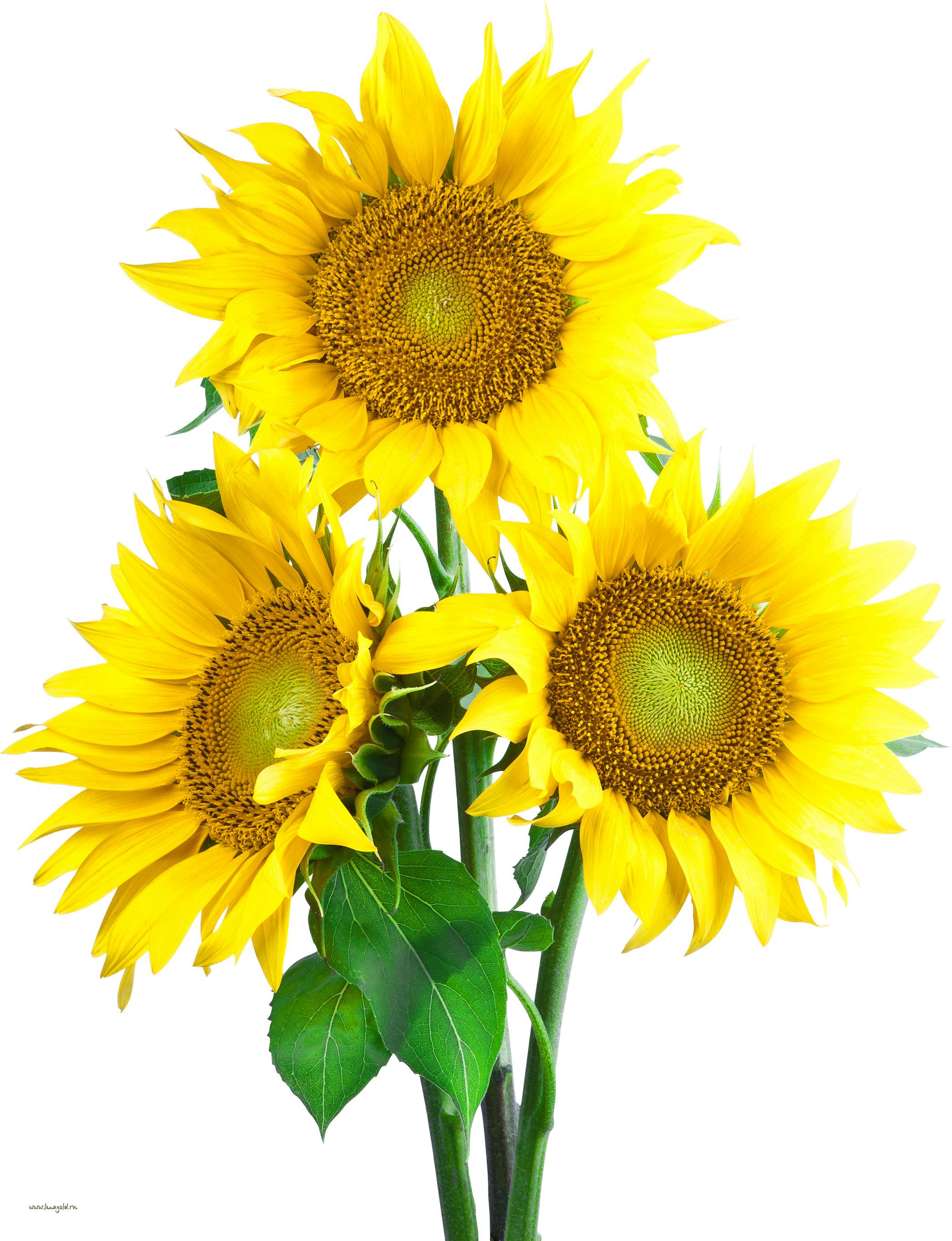 Detail Sunflower Png Transparent Nomer 33