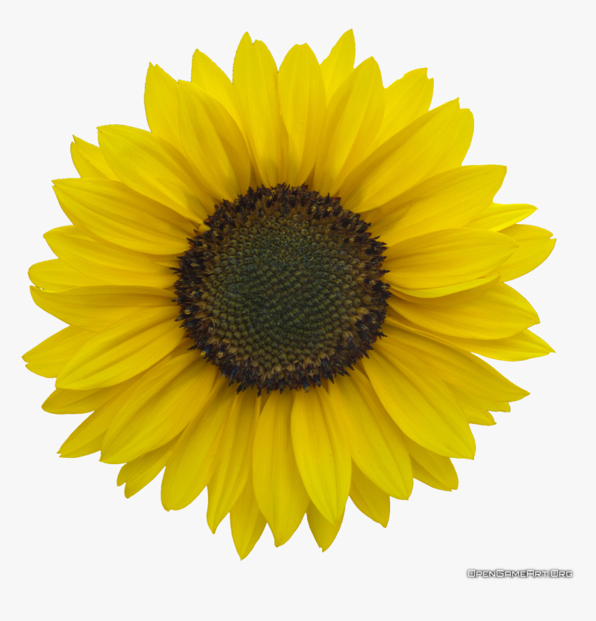 Detail Sunflower Png Transparent Nomer 39