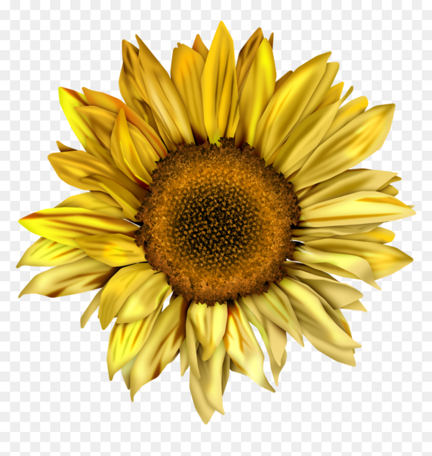 Detail Sunflower Png Transparent Nomer 40