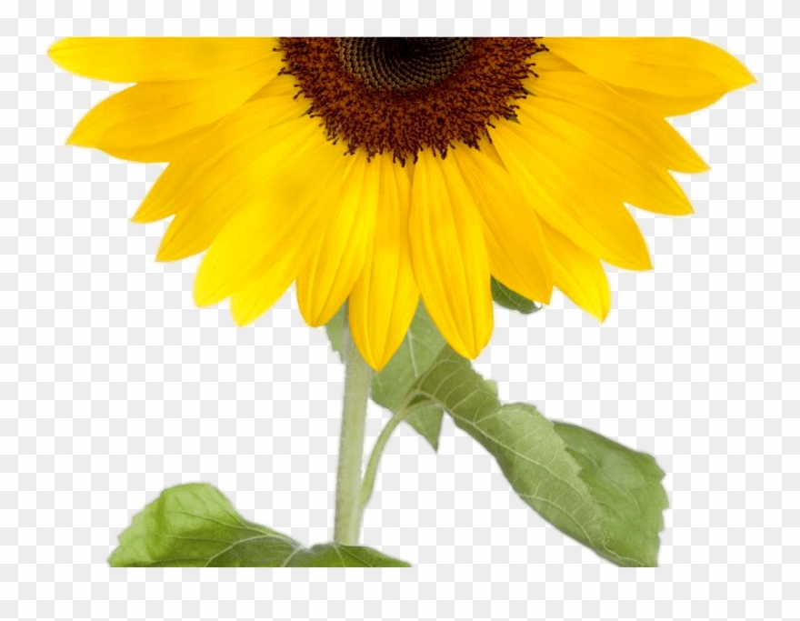 Detail Sunflower Png Transparent Nomer 50