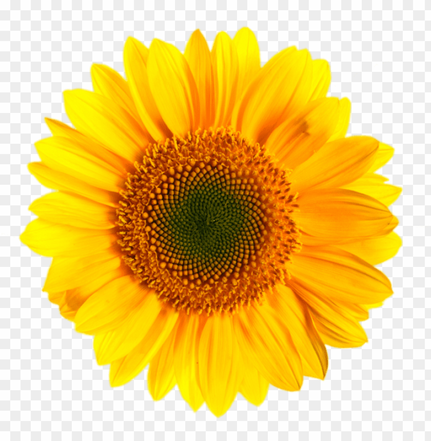 Detail Sunflower Png Transparent Nomer 52