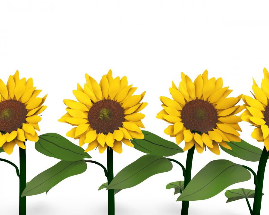 Detail Sunflower Powerpoint Template Nomer 10