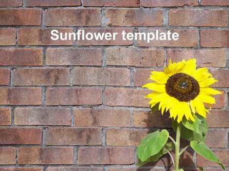 Detail Sunflower Powerpoint Template Nomer 14