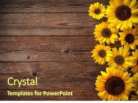 Detail Sunflower Powerpoint Template Nomer 29