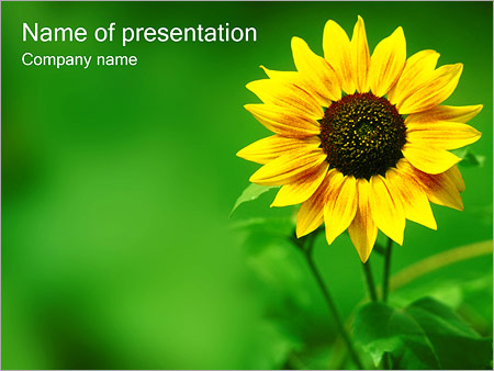 Detail Sunflower Powerpoint Template Nomer 4