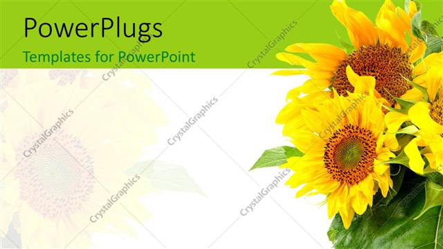 Detail Sunflower Powerpoint Template Nomer 37