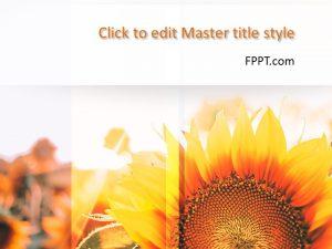 Detail Sunflower Powerpoint Template Nomer 39