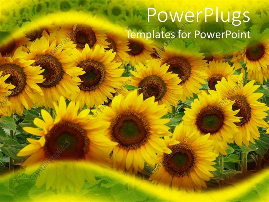 Detail Sunflower Powerpoint Template Nomer 49