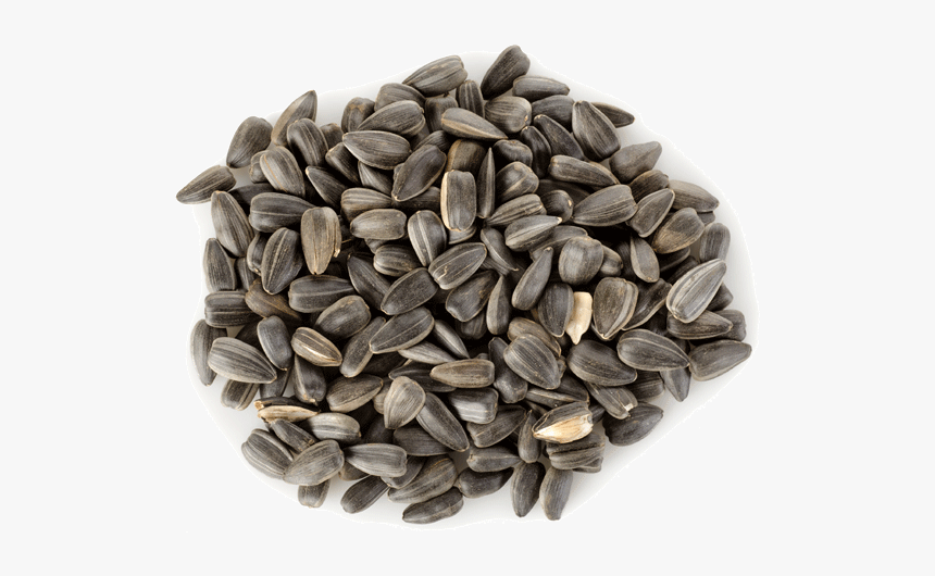 Detail Sunflower Seed Png Nomer 17