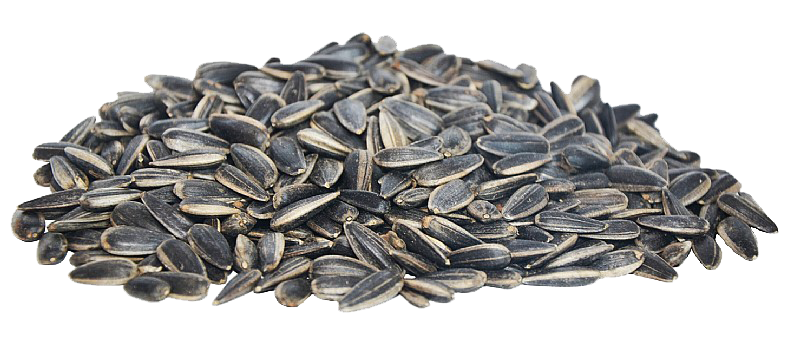 Detail Sunflower Seed Png Nomer 19