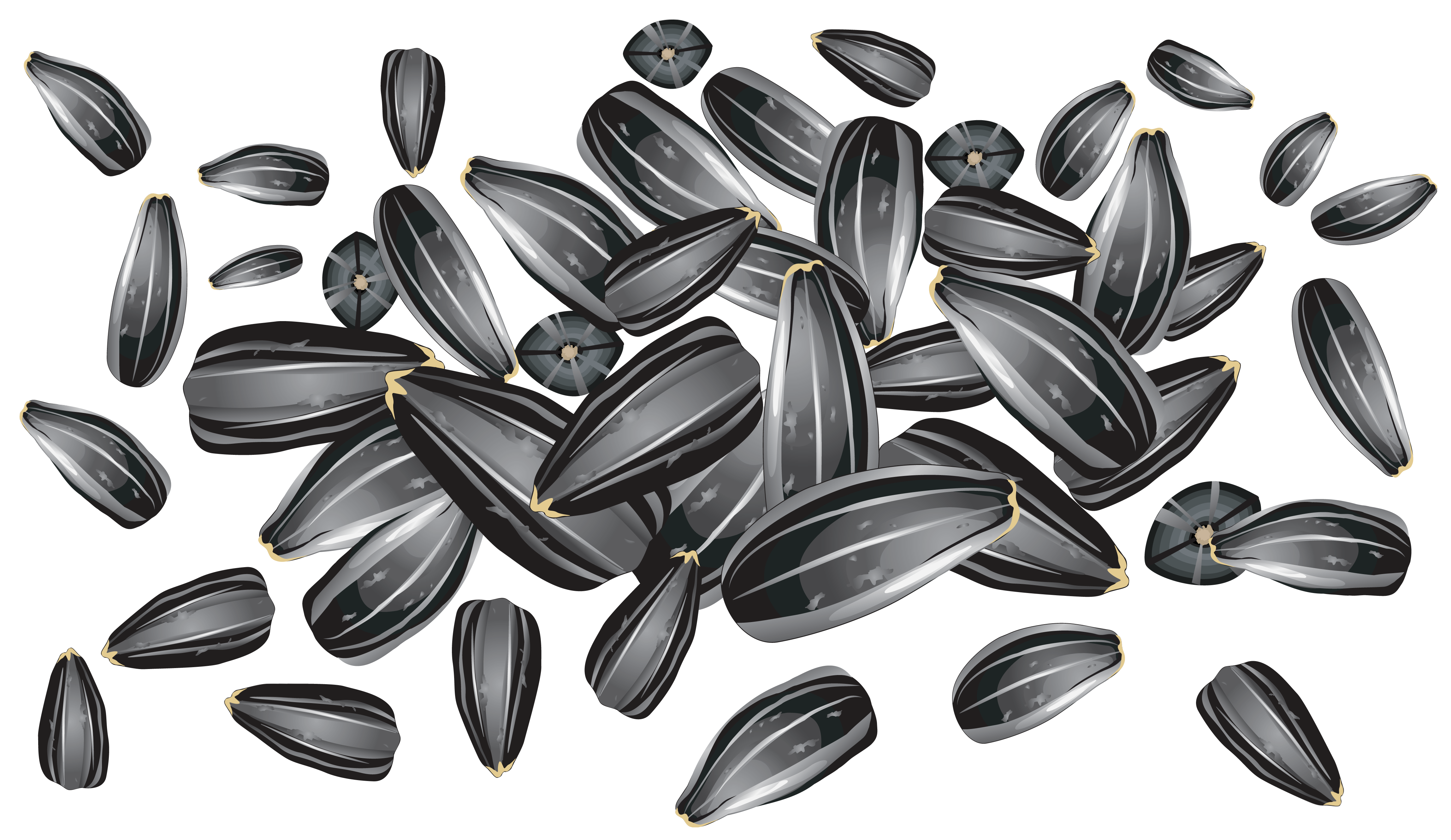 Detail Sunflower Seed Png Nomer 3