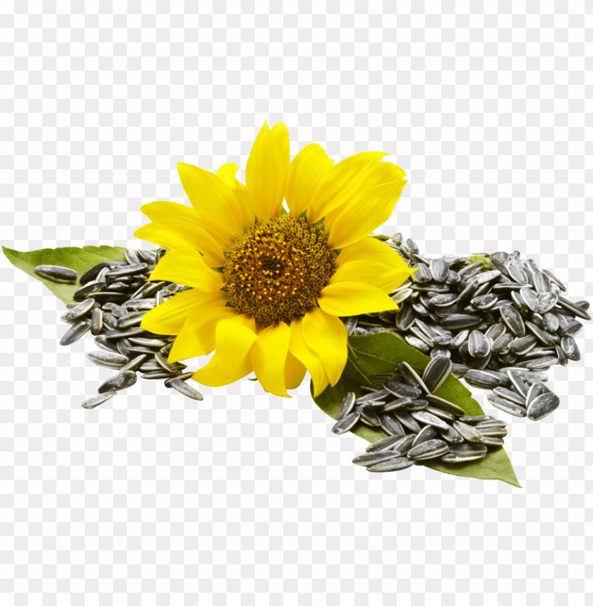 Detail Sunflower Seed Png Nomer 30