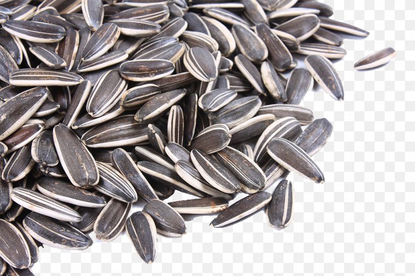 Detail Sunflower Seed Png Nomer 34