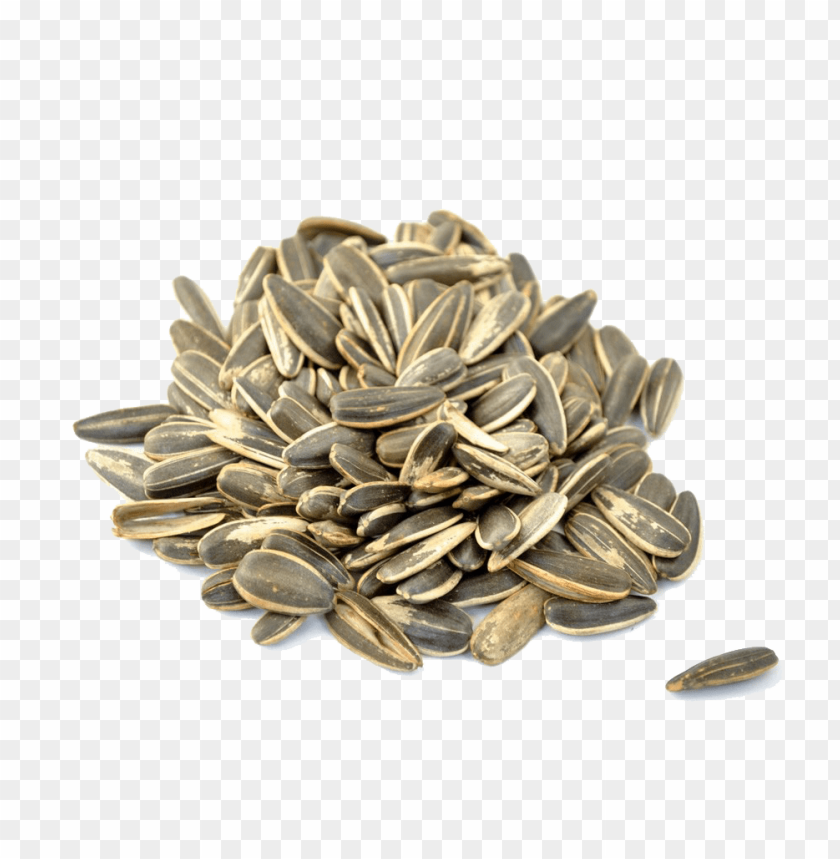 Detail Sunflower Seed Png Nomer 8