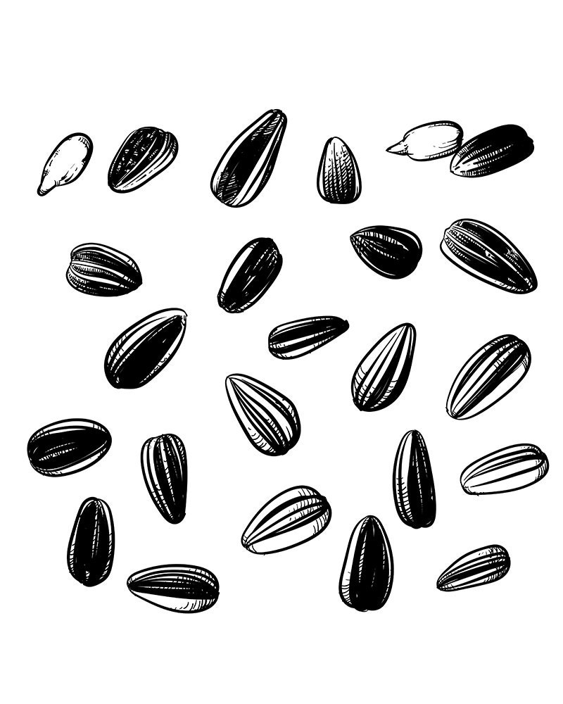 Detail Sunflower Seeds Clipart Nomer 16