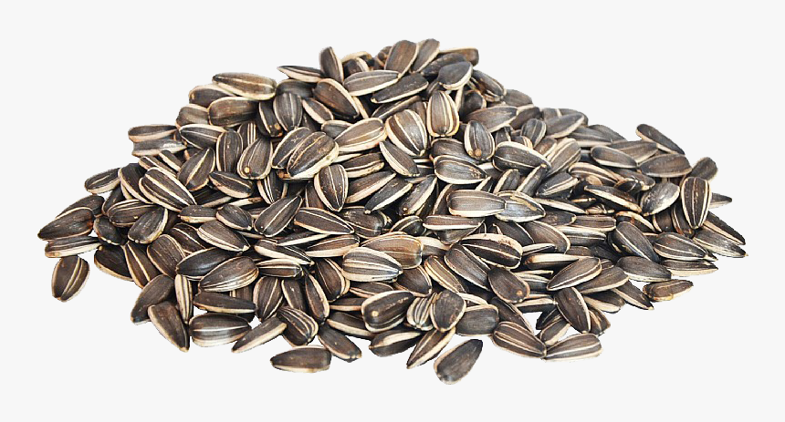 Detail Sunflower Seeds Clipart Nomer 22