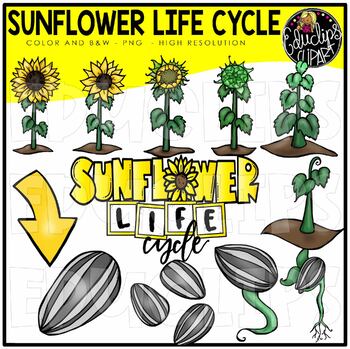 Detail Sunflower Seeds Clipart Nomer 24