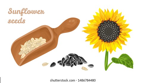 Detail Sunflower Seeds Clipart Nomer 25