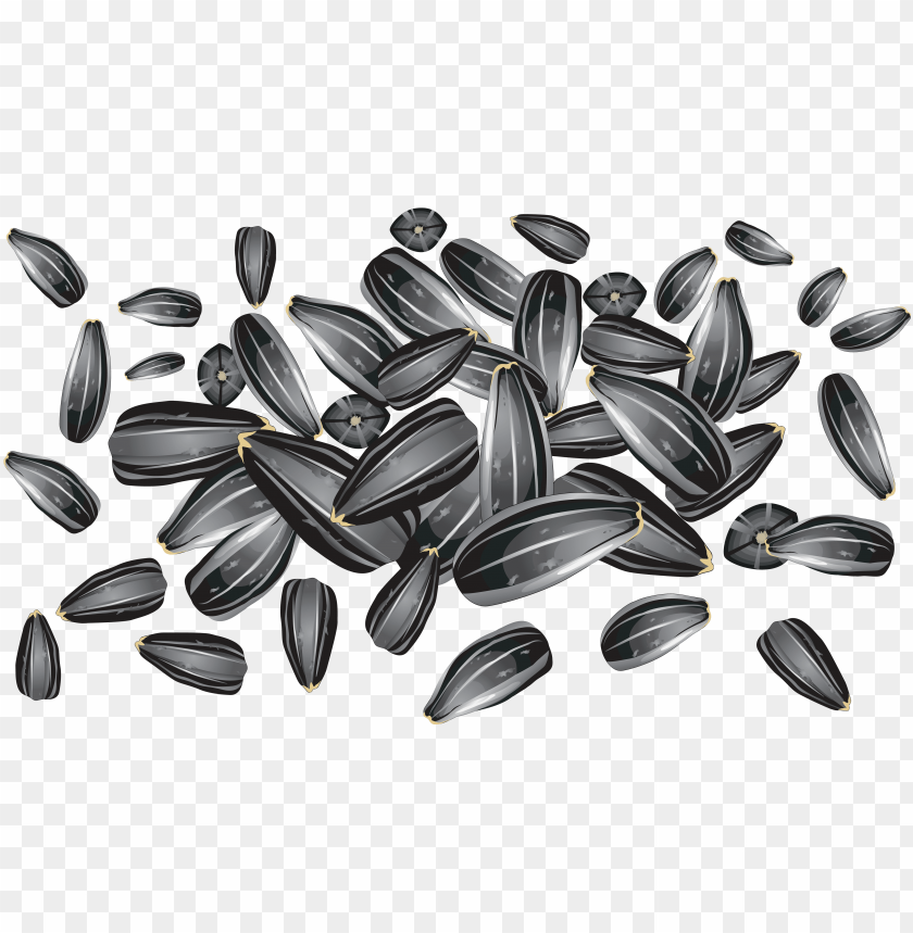 Detail Sunflower Seeds Clipart Nomer 4