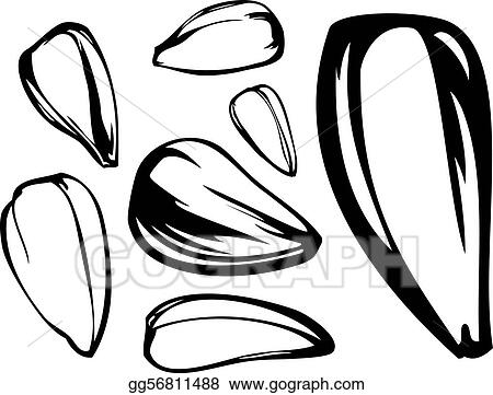 Detail Sunflower Seeds Clipart Nomer 26