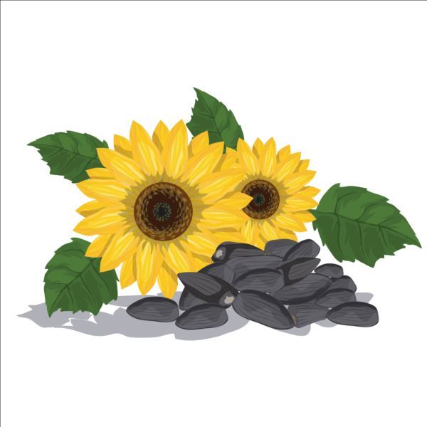 Detail Sunflower Seeds Clipart Nomer 27