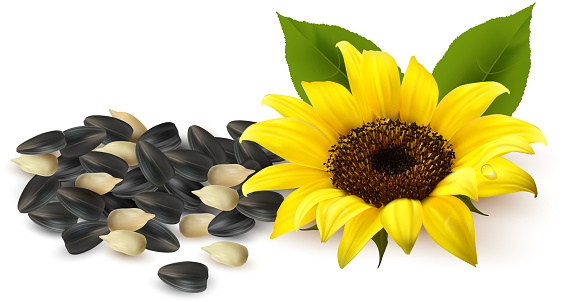 Detail Sunflower Seeds Clipart Nomer 32