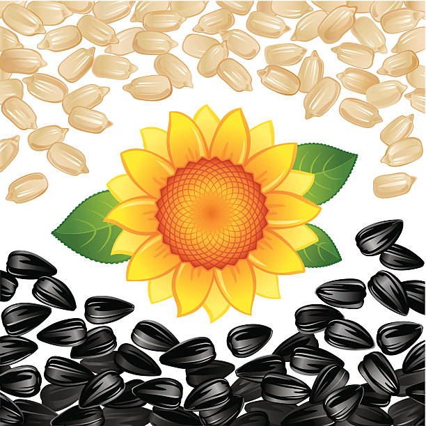 Detail Sunflower Seeds Clipart Nomer 39