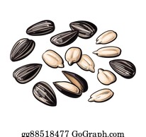 Detail Sunflower Seeds Clipart Nomer 5