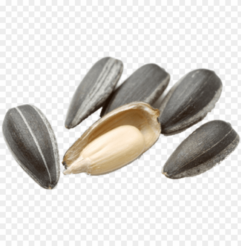 Detail Sunflower Seeds Clipart Nomer 45