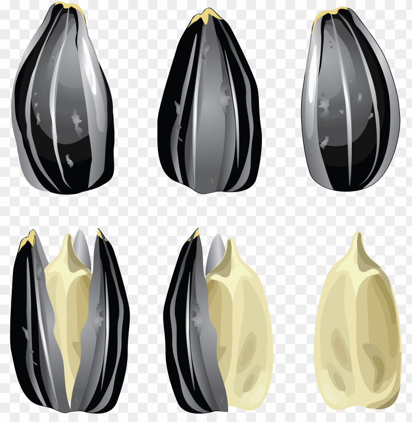 Detail Sunflower Seeds Clipart Nomer 46