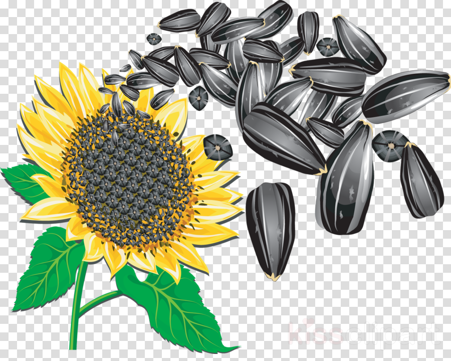 Detail Sunflower Seeds Clipart Nomer 47