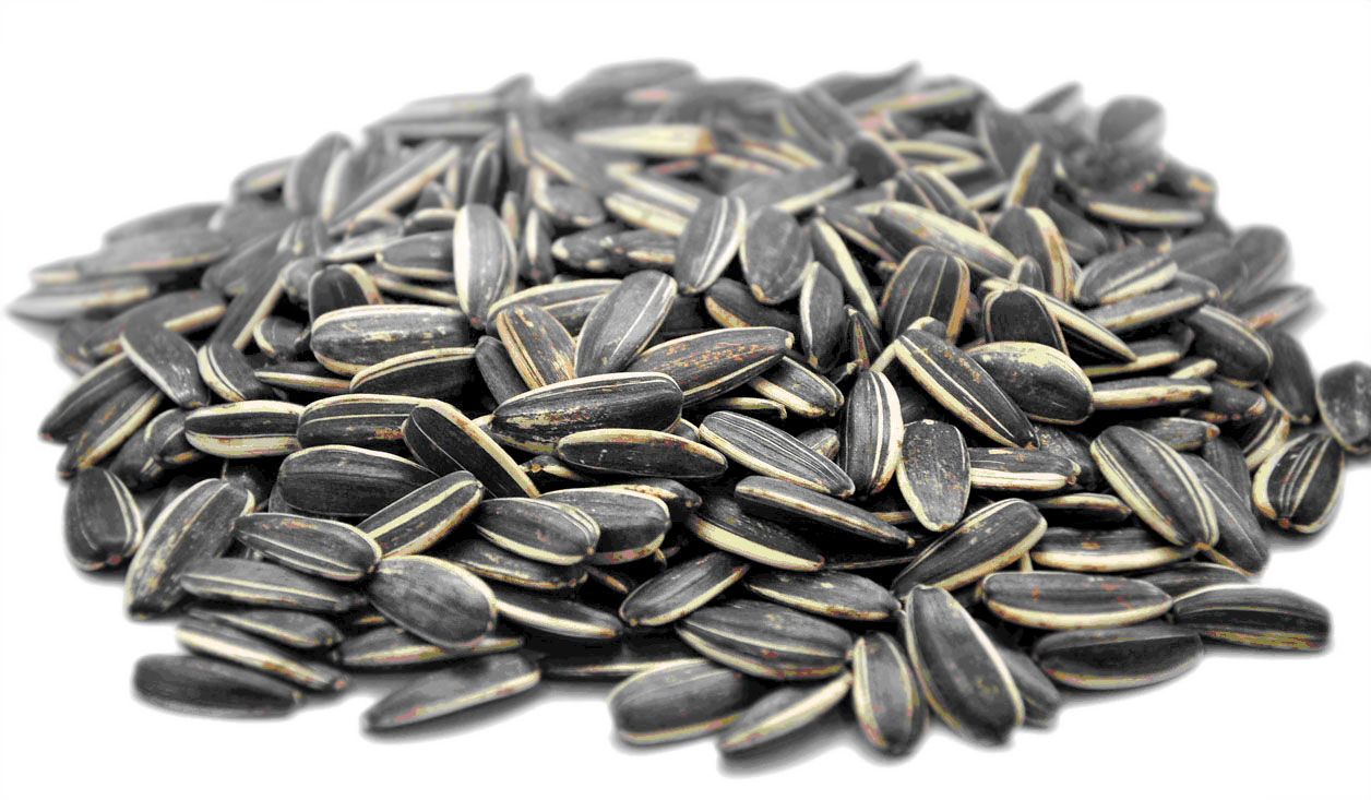 Detail Sunflower Seeds Clipart Nomer 7