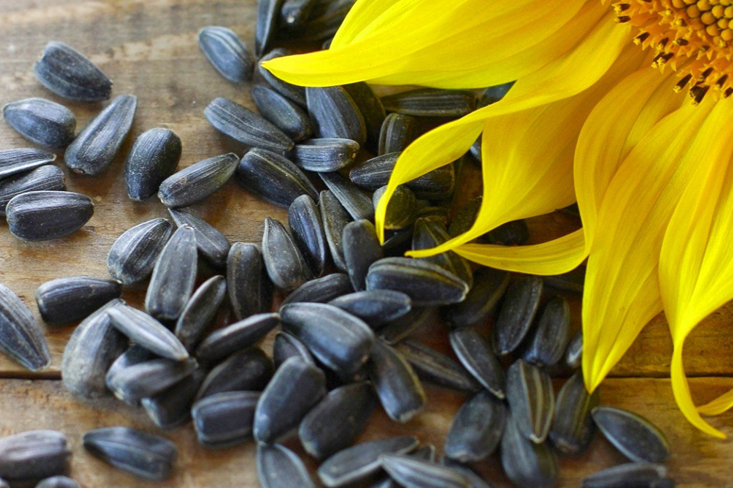 Detail Sunflower Seeds Images Nomer 13