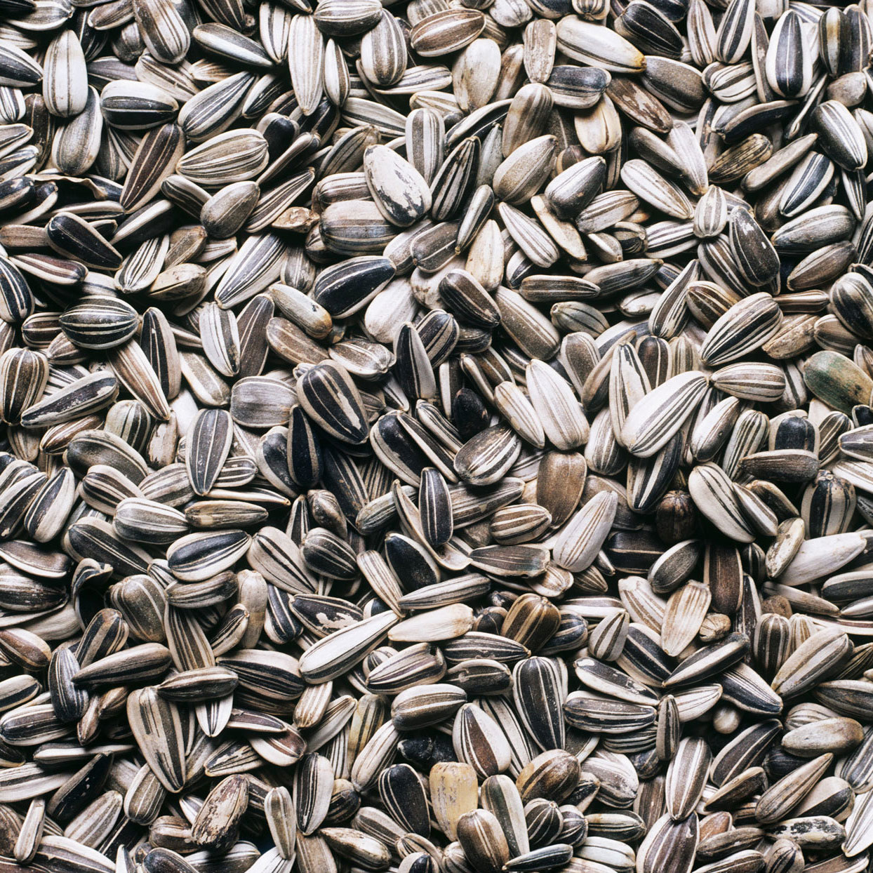 Detail Sunflower Seeds Images Nomer 16