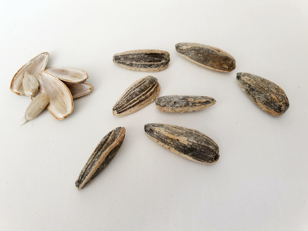 Detail Sunflower Seeds Images Nomer 18