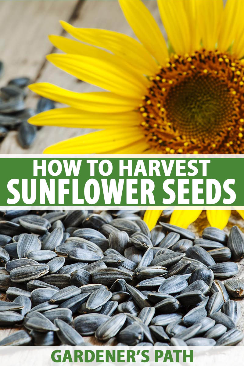 Detail Sunflower Seeds Images Nomer 20