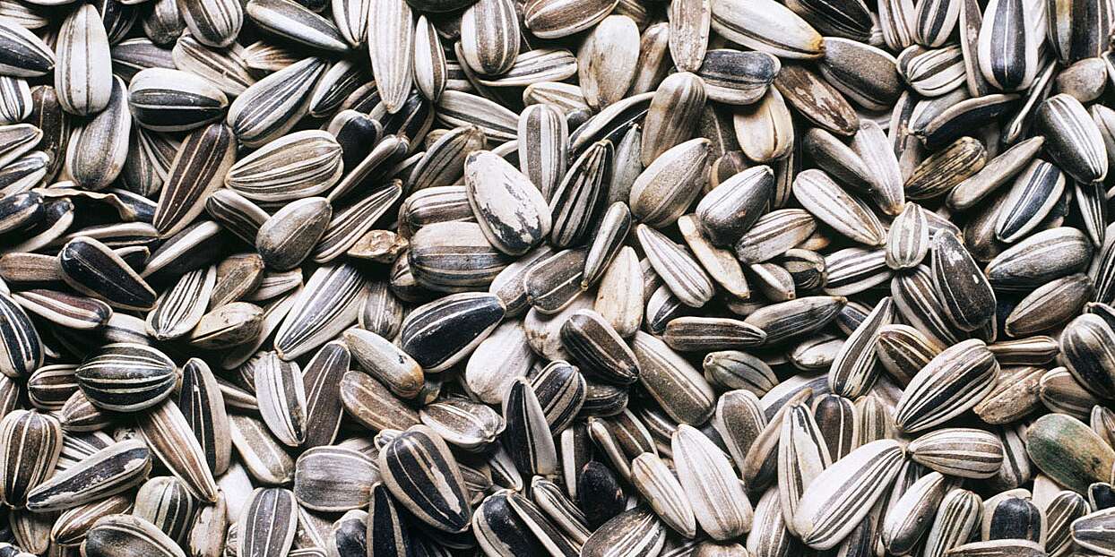 Detail Sunflower Seeds Images Nomer 34