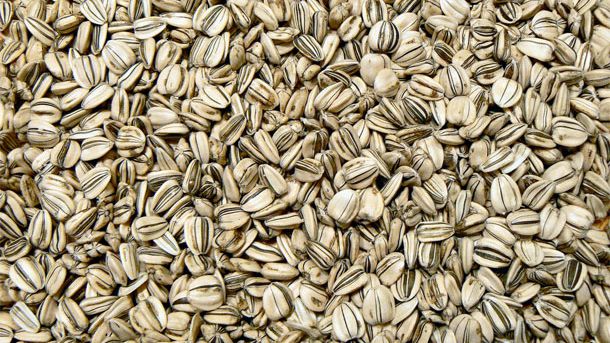 Detail Sunflower Seeds Images Nomer 49