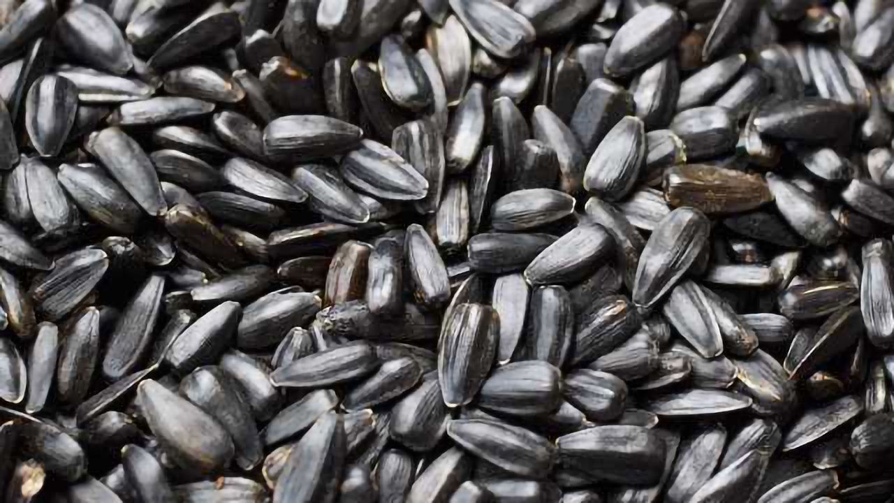 Detail Sunflower Seeds Images Nomer 51