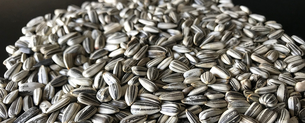 Detail Sunflower Seeds Images Nomer 52