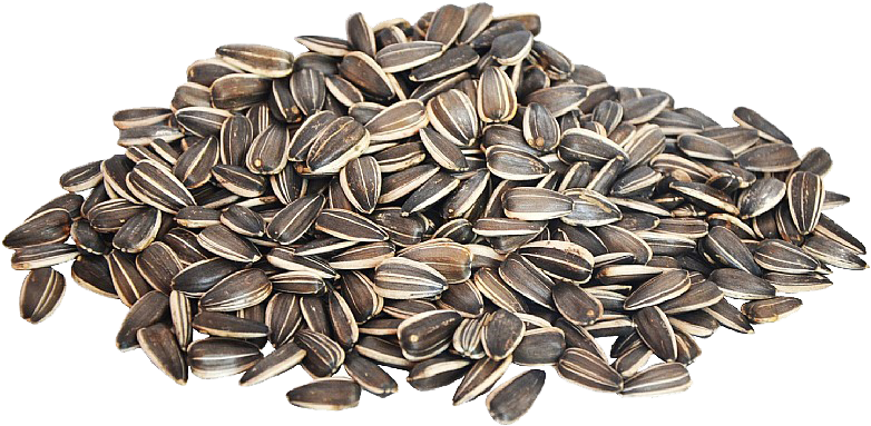 Detail Sunflower Seeds Png Nomer 18