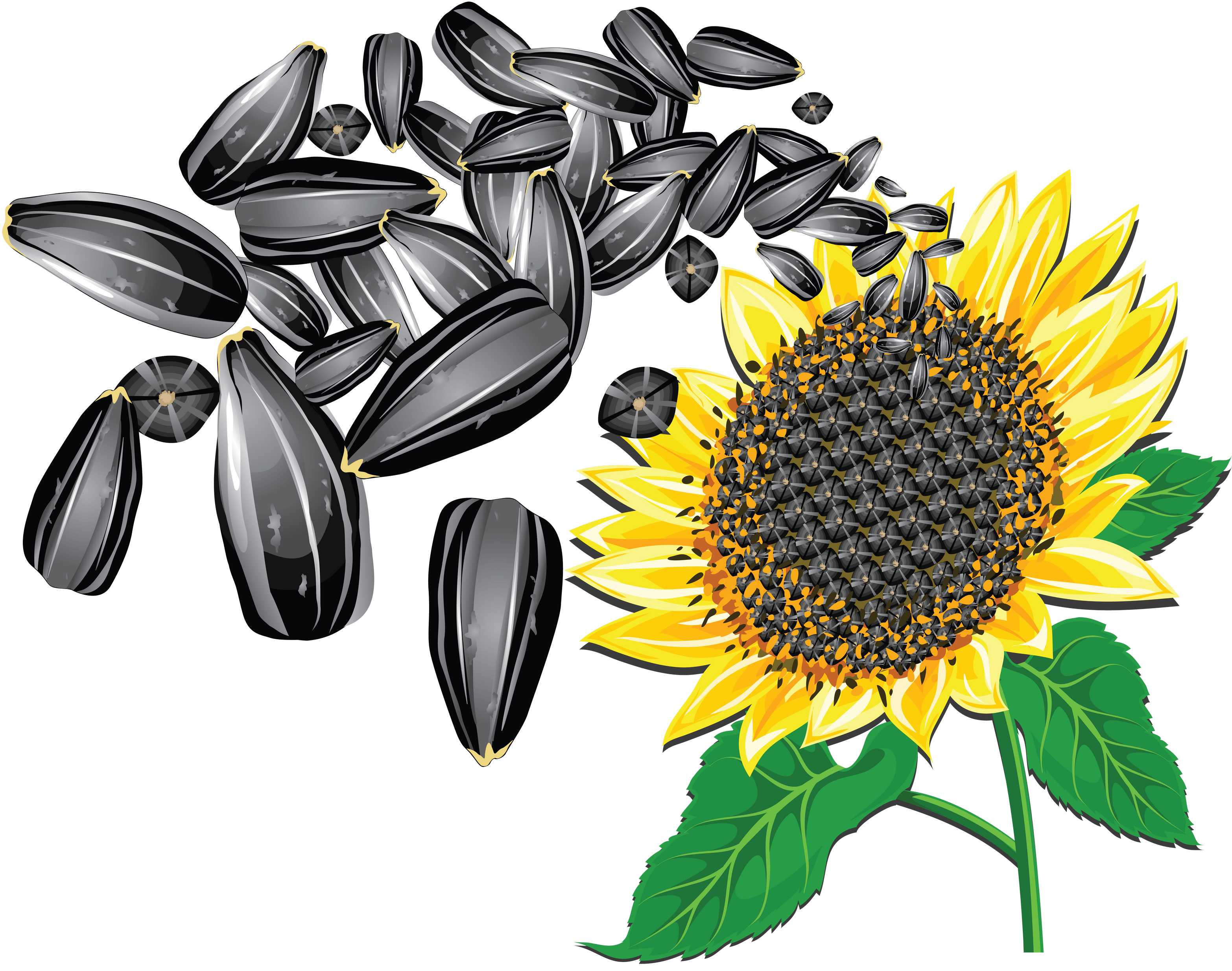 Detail Sunflower Seeds Png Nomer 28