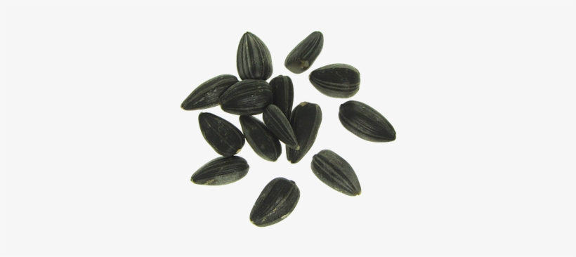 Detail Sunflower Seeds Png Nomer 38