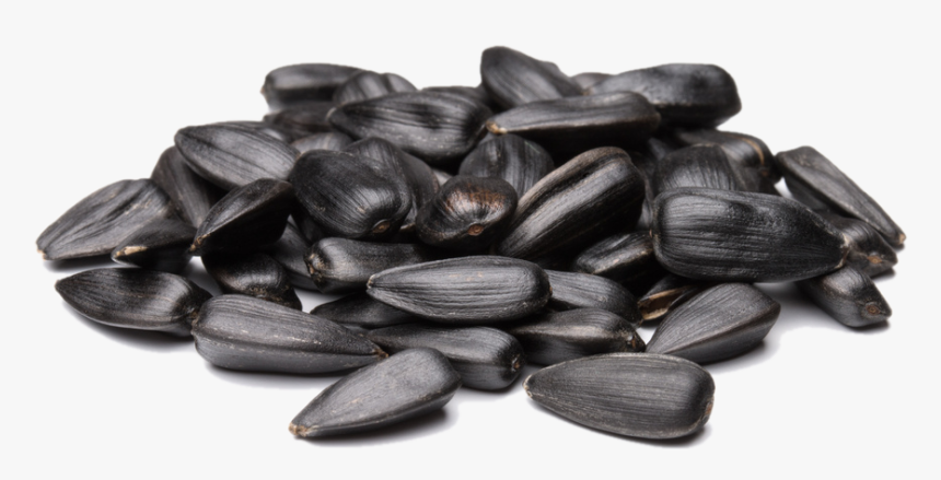 Detail Sunflower Seeds Png Nomer 40