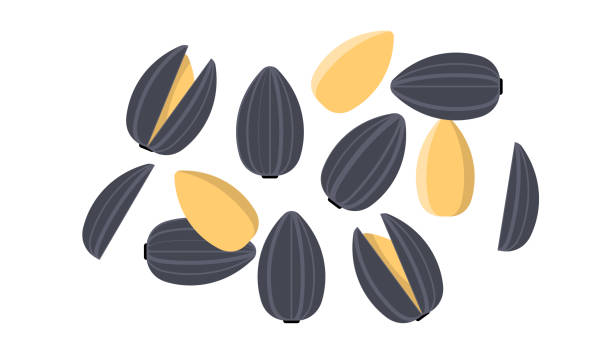 Detail Sunflower Seeds Vector Nomer 8