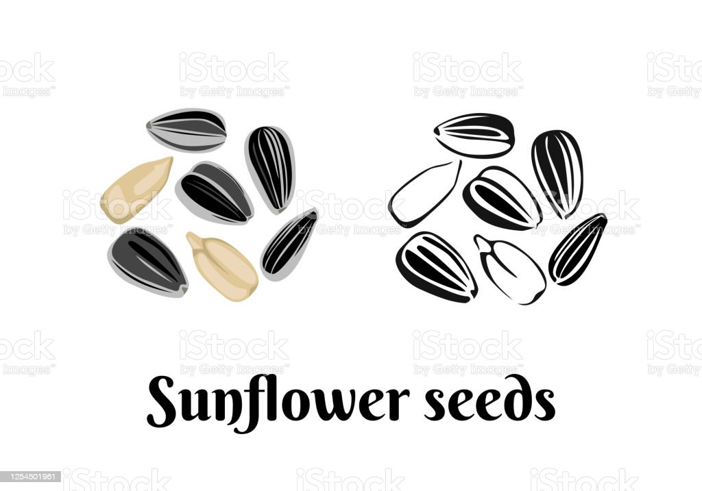 Detail Sunflower Seeds Vector Nomer 9