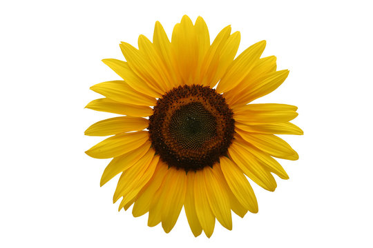 Sunflower Transparent - KibrisPDR